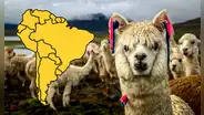 El país de Sudamérica que posee el 85% de la población mundial de alpacas: supera a Bolivia y Ecuador juntos
