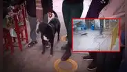 Perrito evitó una tragedia en SJL: frustró ataque de delincuente que extorsionaba a comerciante