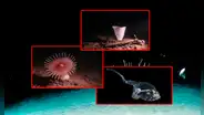 Las sorprendentes imágenes de especies con aspecto alienígena halladas en zonas "menos exploradas de la Tierra"