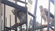 Halcón peregrino es captado en San Borja: ave forma parte del ecosistema de los Pantanos de Villa