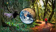 Descubre el único bosque en Estados Unidos capaz de resistir las consecuencias del cambio climático
