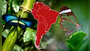 El país de Sudamérica que alberga la mayor variedad de especies de mariposas en el mundo