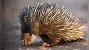 ¿Cuál es el animal más raro del mundo?: es un mamífero que pone huevos y no es el Ornitorrinco