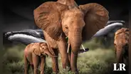 Conoce al animal más grande en la Tierra: su peso es equivalente a 33 elefantes