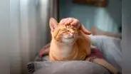 Estudio científico revela las 5 razas de gato que viven más años: conoce cuáles son