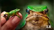 Conoce a la ranita de Darwin, el anfibio de Sudamérica que se destaca como un padre único en la Tierra