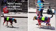 Perrito con traje inca roba miradas en desfile del Mes Jubilar en Cusco: "Solo en Perú"