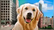 Descubre las 5 mejores ciudades para salir de vacaciones con tu mascota en Estados Unidos