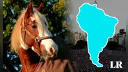 El país que lidera la exportación de carne de caballo en Sudamérica y es primero en el MUNDO: no es Perú ni Uruguay