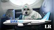 La primera aerolínea para perros y pasajeros ya está disponible en EE. UU.: viajarán en cabinas y no en jaulas