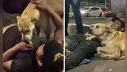 Hombre fue atropellado y su perrito no se separó en ningún momento de él: caso es viral
