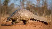El extraño animal que ha sido encontrado en África tras casi 24 años de desaparición