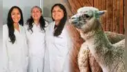 Científicas peruanas van a Corea por invento de vagina artificial que mejora la reproducción de alpacas