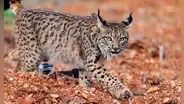 Lince ibérico: uno de los felinos más amenazados del mundo aumentó su población de 94 a más de 2.000