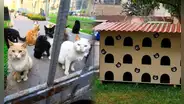 Parque Kennedy: el amor hacia los gatunos se convirtió en un "Michi Hotel"