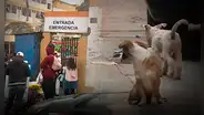 SMP: hombre golpea en el abdomen a mujer embarazada quien le increpó por agredir a un perro