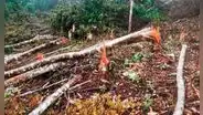 ¡Atentado ecológico! Fiscalía constata deforestación de bosques en cordillera Escalera en San Martín
