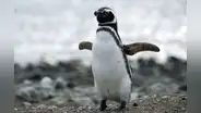 El increíble viaje de ‘Messi’, el pingüino de Magallanes que fue desde Argentina hasta Uruguay