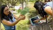 Científica de México crea música con sonidos de plantas y ofrece conciertos: empezó a trabajar con lechugas
