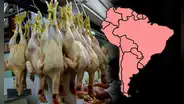 Este país de Sudamérica consume más pollo en el mundo: supera a Perú y Argentina