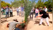 Científicos plantan semillas de hace 2.000 años y resucitan un árbol legendario del palacio de Herodes