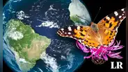 Científicos documentan el viaje de mariposas desde África hacia Sudamérica: más de 4.000 kilómetros
