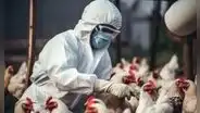 Detectan casos de gripe aviar en una de las avenidas más concurridas de Cusco
