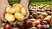 Ni Perú ni Rusia: este es el país que lidera en la mayor producción de papa en el mundo