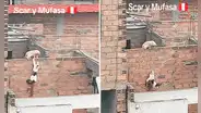 Gatos en Perú sorprenden al recrear icónica escena de ‘El rey león’: “Hasta Simba estuvo presente”