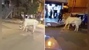 Santa Anita: toro embiste a transeúntes y desata caos en calles tras escaparse de camión