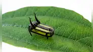 Ingenieros crean robots diminutos inspirados en insectos: uno mide 8 milímetros y pesa como un grano de arroz