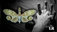 La leyenda de la Machaca, el insecto cuyo veneno solo se cura con sexo y habita en Sudamérica