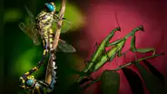 Decapitación, penes desmontables y más: las 6 extrañas costumbres de los insectos durante el sexo