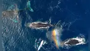 Científicos hallan sorprendente cambio en fisiología de ballenas tras pandemia de COVID-19