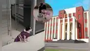 Conoce a Manchas, la perrita de la UNI que cuida el nuevo edificio de Investigación: fue rescatada y realiza acrobacias