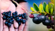 Conoce la fruta que crece en el Perú y tiene el mismo efecto que el alcohol: los españoles la consideraban maldita