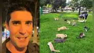Uruguayo visita Perú y queda impactado al conocer el “parque de los gatos” en Miraflores: “Digno de destacar”