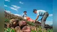 Sector agropecuario creció 5,4% en los primeros cinco meses del año