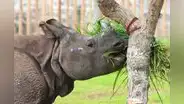 Parque de las Leyendas: rinoceronte de la India cumple 4 años este 9 de julio
