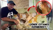 ¿Sabes dónde estás durmiendo? Estafa de colchones llenos de cartón, plástico y rafia que atentan contra la salud