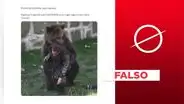 Imagen no muestra reciente ataque de oso a hombre en España