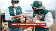 ¿Buscas trabajo? Senasa ofrece empleos con sueldos de hasta S/5.114 en Lima, Ica, Cusco y más: LINK para postular