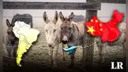 Estos son los 2 países de Sudamérica que exportan carne de burro a China: conoce el motivo de su gran demanda