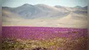 El desierto más seco del mundo está en Sudamérica y un raro fenómeno lo cubre de flores: ¿por qué?