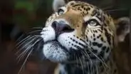 Animales silvestres en peligro: tráfico y tenencia ilegal son las principales amenazas a la fauna amazónica