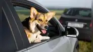 Hasta 400 soles de multa por llevar tu mascota en el auto de manera inadecuada