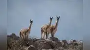 Cerro Verde es reconocida por su contribución a la conservación de la biodiversidad