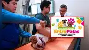 San Juan de Lurigancho contará con nueva veterinaria municipal: conoce su ubicación y fecha de apertura