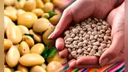 El 'superalimento' inca que crece hasta en 3 países de América Latina: combate la anemia, la diabetes y más