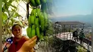 La familia peruana que resguarda una selva escondida en San Juan de Lurigancho hace más de 40 años